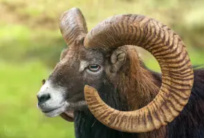 Mufflon