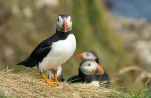 Puffins