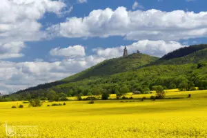 Gelb blühendes Rapsfeld mit Burgruine