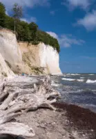 Kreidefelsen an Meeresküste mit verwitterten Baumstämmen