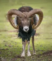 Mufflon