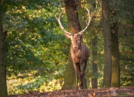 Hirsch
